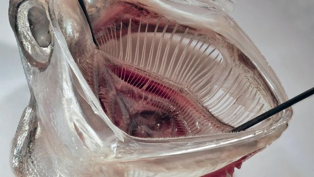 A close-up photo of an anchovy's mouth, held open with a pair of tweezers, to display the fish's gill system. 