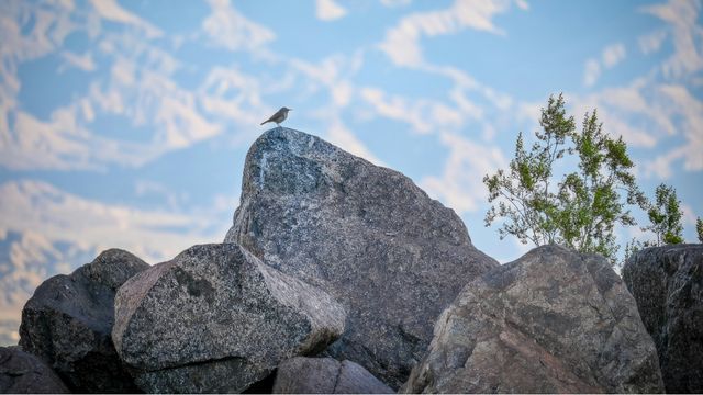 A small wren, perched on a large pile of rocks. In the background, you can see rocky mountain terrain. 