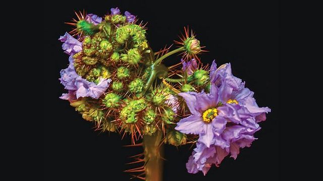 Mutated plant with dense, spiky clusters and abnormal purple flowers from CLV3 duplicate gene defect. 