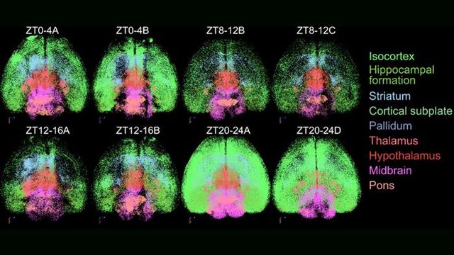 Brain images taken over the course of a day reveal how activity changes. 
