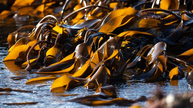 Brown kelp at low tide. 