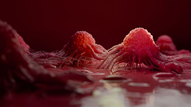 Drug-resistant cancer cells grow and spread. 