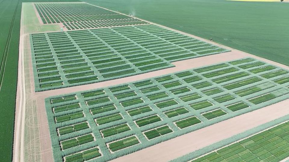 Field trials of hybrid wheat at IPK Leibniz Institute.