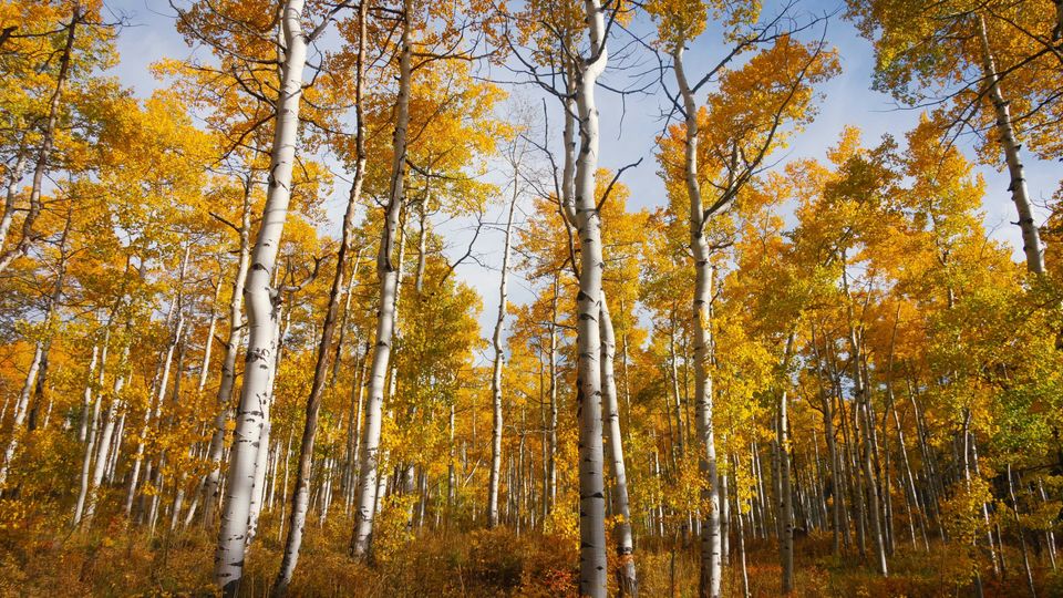 Tall, thin, white aspen trees in a forest, with yellowing leaves.