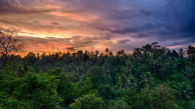Sunrise over a rainforest canopy. 