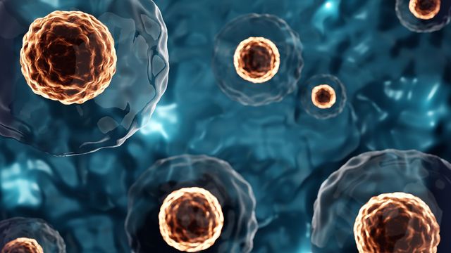 Group of stem cells floating on a blue background. The cells are clear with a brown center. 