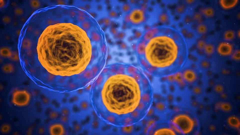 3D illustration of human cells showing nuclei. The cells are clear, with an orange center and are floating on a blue background.