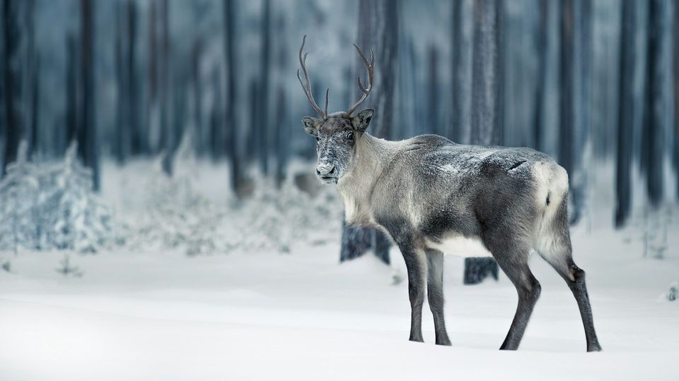 Majestic deer with large antlers in a wintery setting, evoking Christmas and holiday themes.