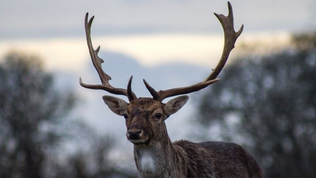 Majestic deer with large antlers in a wintery setting, evoking Christmas and holiday themes. 