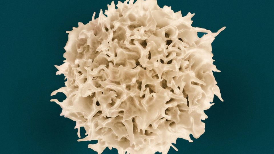 Scanning electron micrograph–style illustration of a CAR T cell used in T-cell therapy for cancer treatment.