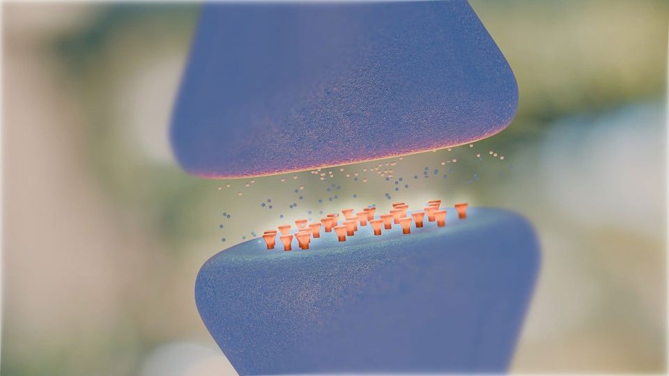 Molecules cross the synaptic gap, heading towards receptors on another neuron.