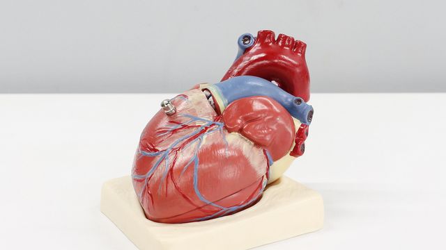 Anatomical heart model on a stand used for medical education and heart disease awareness. 