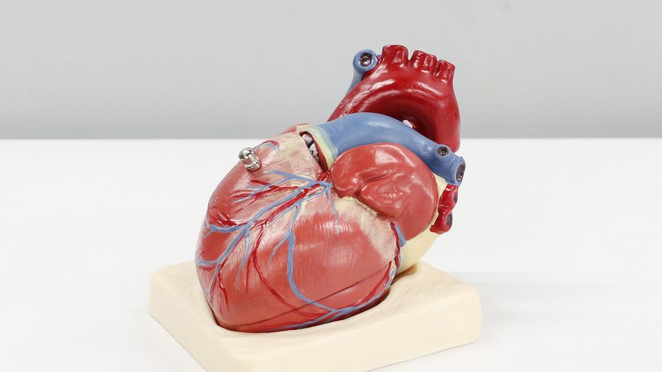 Anatomical heart model on a stand used for medical education and heart disease awareness.