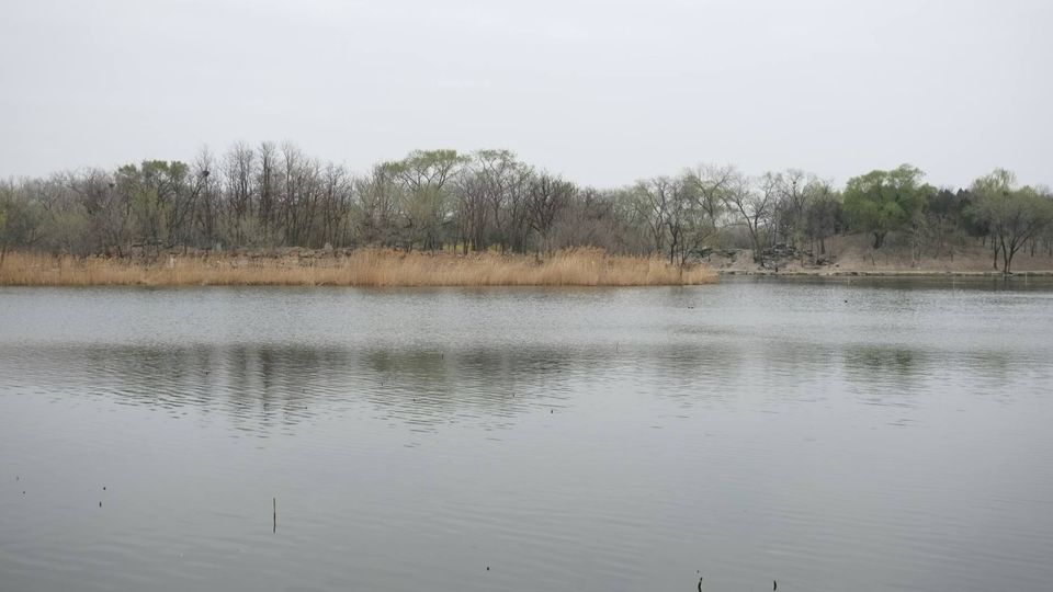 Quiet lake and shoreline reeds at a site monitored for contaminated water.