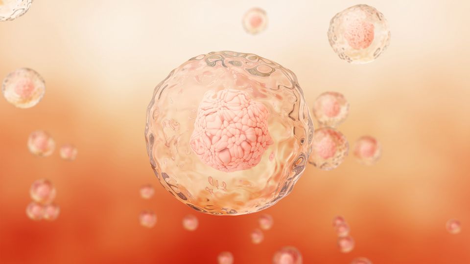 3D rendering of human cells with visible nuclei in a warm, orange-toned microscopic environment.