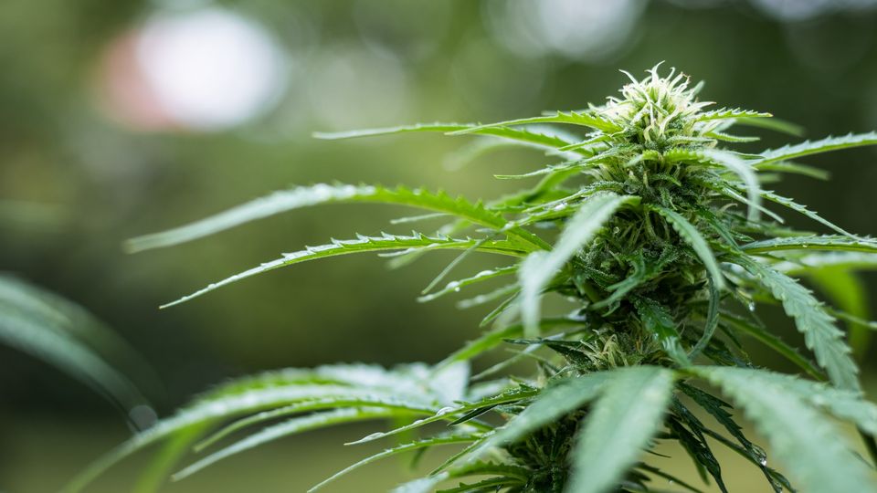 Close-up of a cannabis plant showing its leaves and buds.