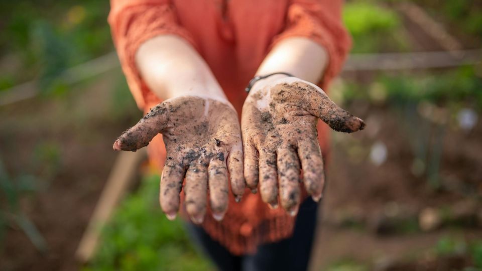 Hands holding garden soil, highlighting beneficial microbes and their role in human health.