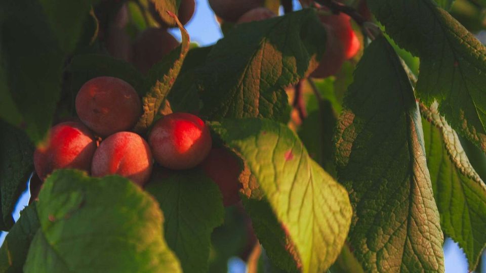 Nectarines ripening on the tree with surrounding leaves analyzed using infrared spectroscopy.