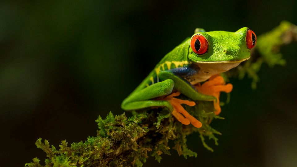 A bright green tree frog on a branch.