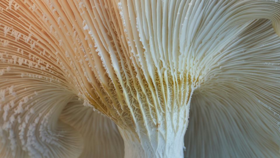 The underside of a large white mushroom