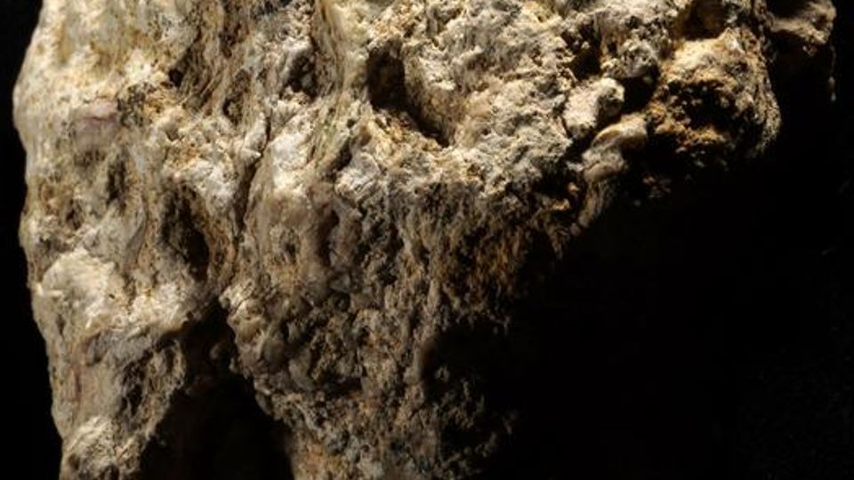 Antelope bone fragment in rock from the 3-million-year-old early human site, Makapansgaat (South Africa).