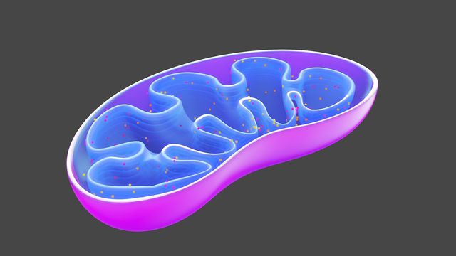 3D illustration of a mitochondria model highlighting cellular structures relevant to drug discovery research. 