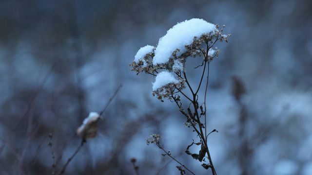 Dried wildflower stems covered in fresh snow during a cold winter morning. 