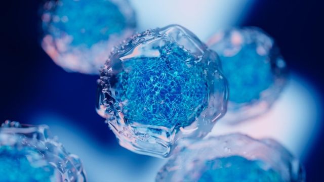 3D organoid model in hydrogel matrix supporting viable human cell cultures. 