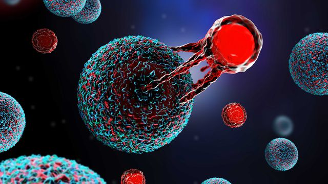 Illustration of a T cell targeting a cancer cell. The T cell is red and the cancer cell is red and blue. There are several other cancer and T cells floating in the background. 