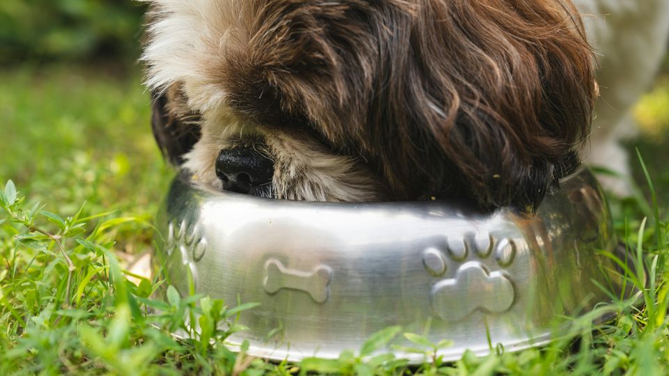 A Shih Tzu eating from a silver dog food bowl.