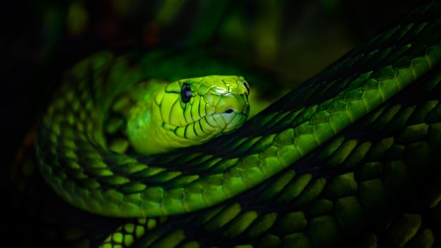 Close-up of highly venomous western green mamba snake coiled between branches. 