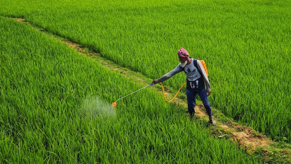 A man spraying pesticides in a lush, green field.