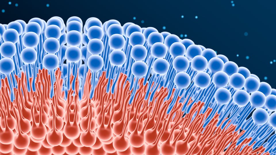 Illustration of a lipid bilayer showing hydrophilic heads and hydrophobic tails in a cell membrane.