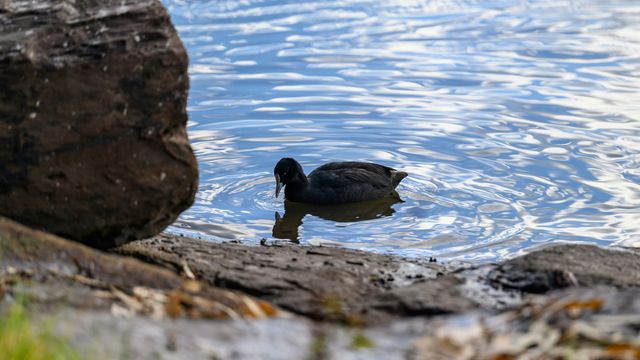 A black duck swimming near to some rocks 