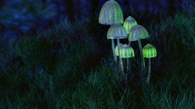 Bioluminescent mushrooms glowing in grass, symbolizing psychedelic research and psychiatric illness treatment. 