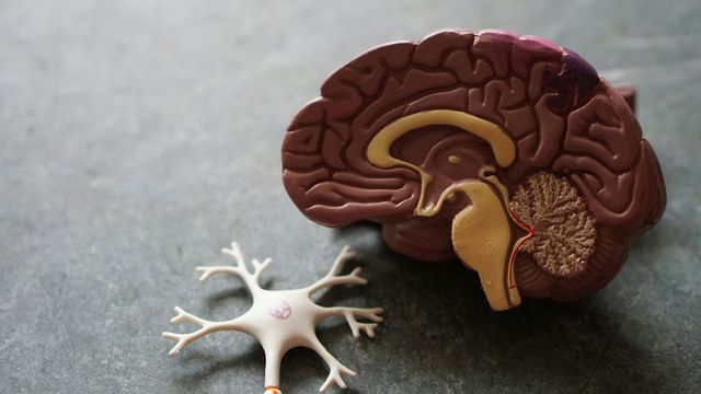 A plastic model of a brain, bisected to reveal internal structures, with a brain cell next to it. 