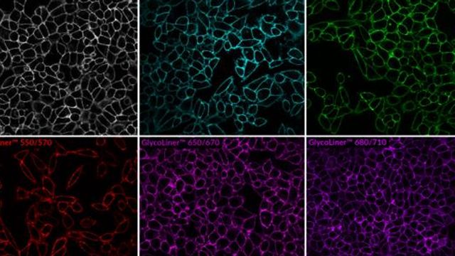 Multi-channel fluorescence microscopy showing glycoprotein cell staining across six channels. 