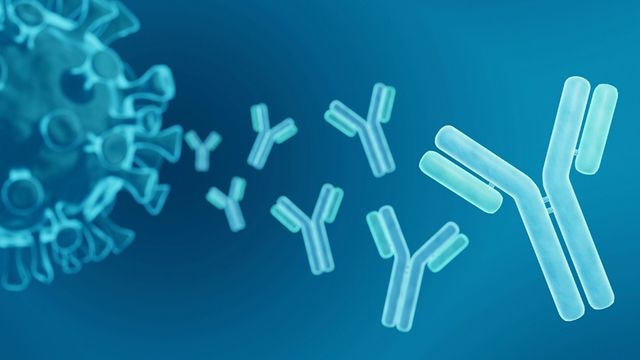3D illustration of antibodies interacting with target molecules, representing optimization of monoclonal antibody. 