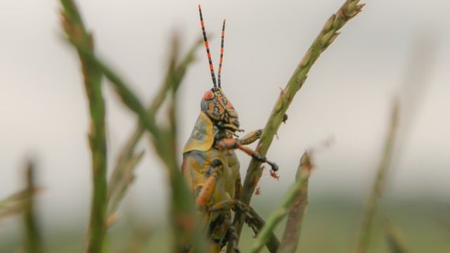 A locust on a stalk of a crop. 