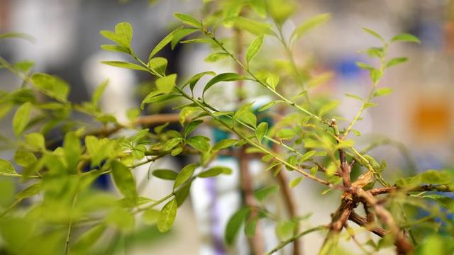 Plants Recycle Microbial Tools To Make Medicinal Alkaloids