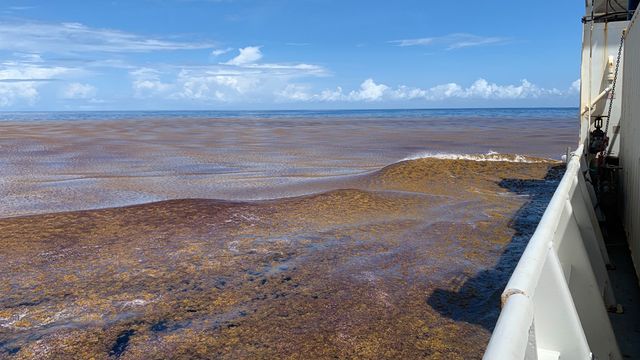 Floating Algae Blooms Are Expanding Across the Global Ocean