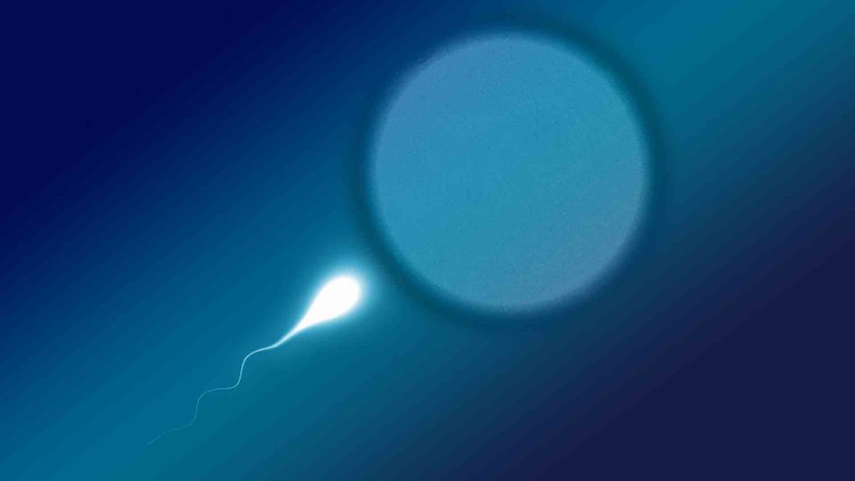 Illustration of a sperm approaching an egg, representing fertilization and human reproduction.