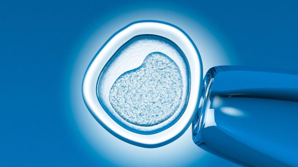 Microscopic view of in vitro fertilization with a pipette interacting with a human egg.