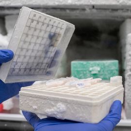 Scientist handling cryopreserved samples from an ultra-low temperature freezer in a lab. 