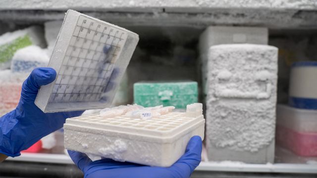 Scientist handling cryopreserved samples from an ultra-low temperature freezer in a lab. 