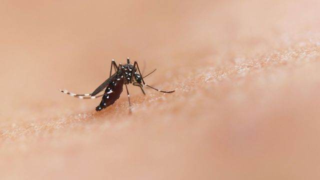 A close-up of a mosquito on human skin. 