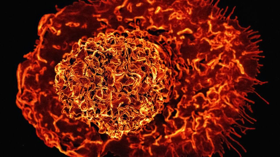 Microscopic view of a red macrophage cell.