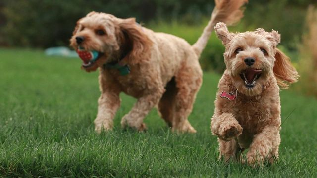 Canine Coronovirus Signals Growing Threat From Animal-Origin Viruses
