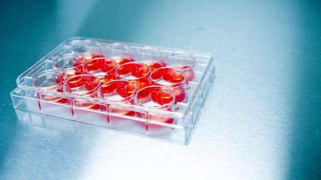 Lab plate with red culture media used in research and testing for Nipah virus infections. 