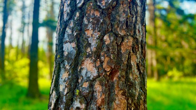 Tree Bark Can Remove Pharmaceutical Pollution From Wastewater